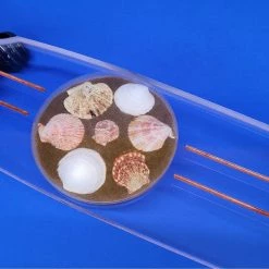 Ghost Long Board 40" Wheel Cut Sea Shell Board